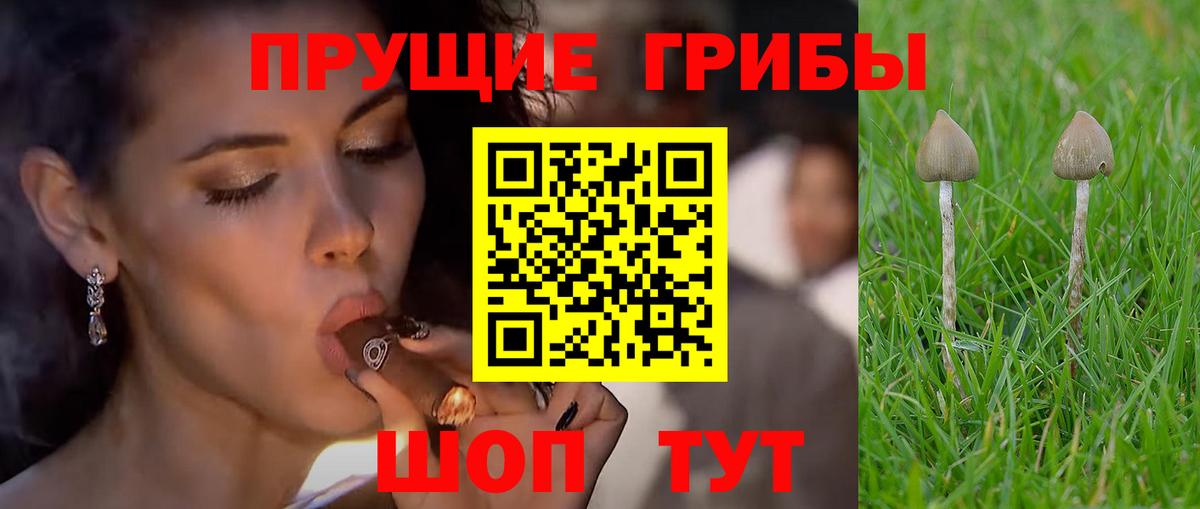Галлюциногенные грибы Psilocybe Екатеринбург
